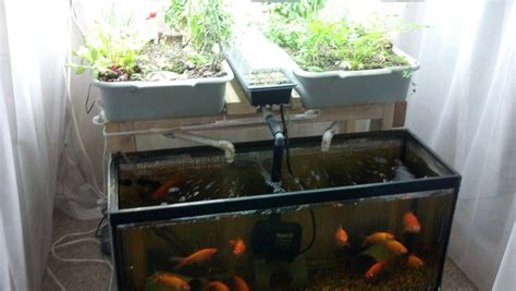 Small Scale Aquaponics System For The Indoor Hobbyistbeginner That