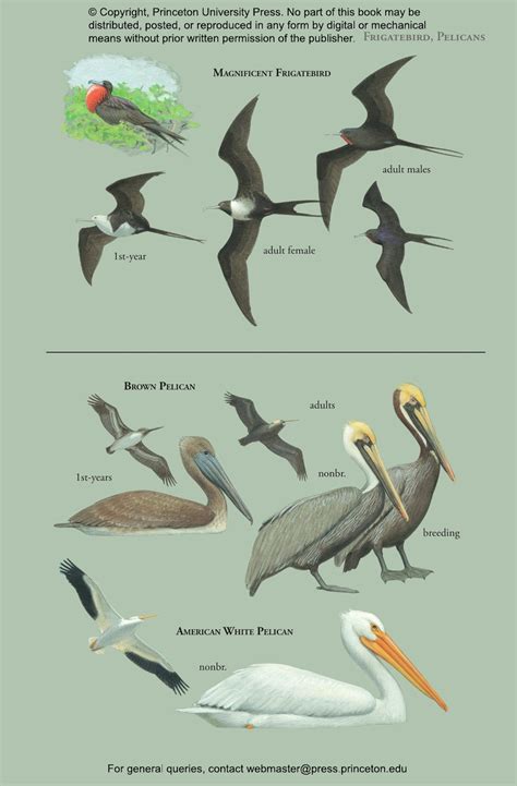 The Birds Of Costa Rica A Field Guide 8