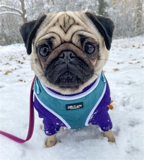 Cookie 🍪🐾💜 On Instagram ડꪀꪮ᭙ρꪊᧁ ⛄️ ️💜 Outfit Choice⬇️ Everyday