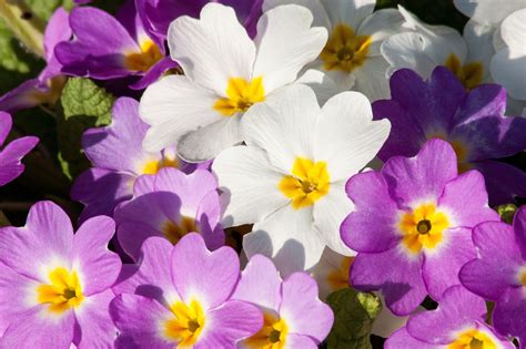 Primroses Primula Vulgaris Hybrid Free Photo On Pixabay Pixabay