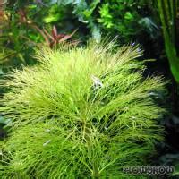 Limnophila Aquatica Giant Ambulia Flowgrow Aquatic Plant Database