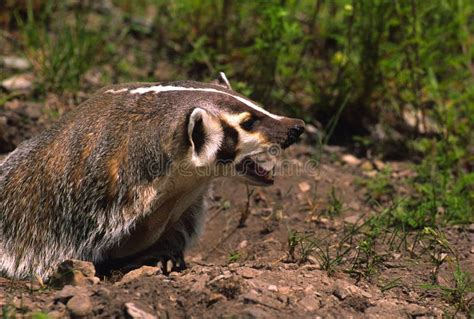 Aggressive Badger stock image. Image of animal, wildlife - 12528001