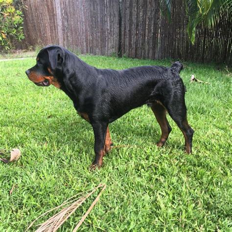 Are Rottweilers Born With Short Tails