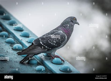 Pigeon On Tower Bridge London Stock Photo Alamy