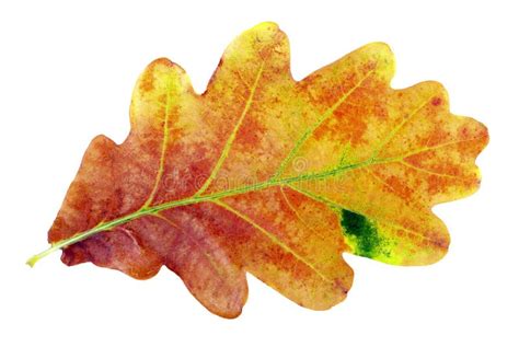 Autumn Leaves. Oak Leaf Isolated on White Stock Photo - Image of color ...