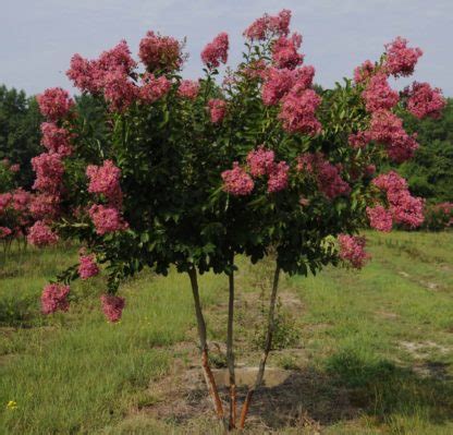 Buy Miami Crape Myrtle Trees Online | Stadler Nurseries