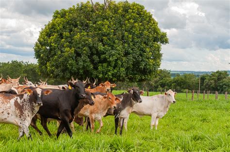 Goiás Bate Recorde Histórico Em Abate De Bovinos Goyaz