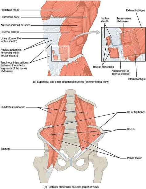 muscles-of-the-core | Elder Strength