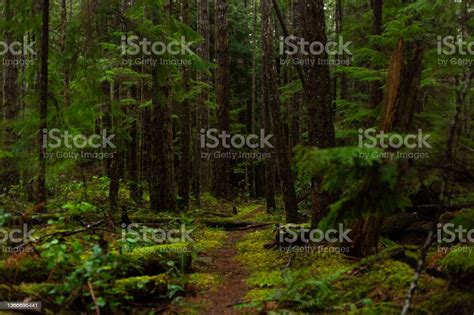 어두운 이끼 숲을 통과하는 길 숲에 대한 스톡 사진 및 기타 이미지 숲 나무 비 Istock