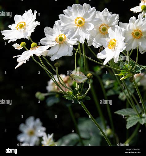 Beautiful White Anemone Japonica Flowers Honorine Jobert In Full Summer