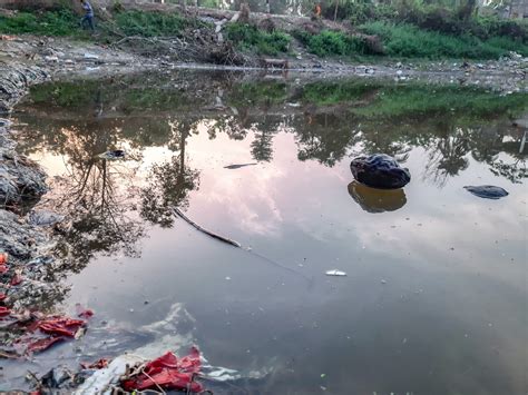 Water pollution in a pond - PixaHive