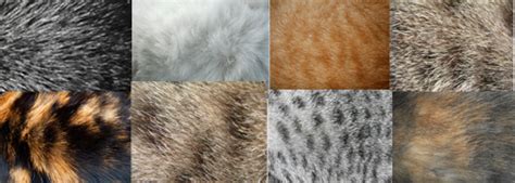 Exclusively Cats Veterinary Hospital Blog: Is my cat "hairy" or furry"?