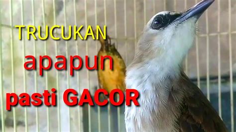 KICAU SUARA Burung Trucukan Gacor Ropel Panjang Pancingan Untuk