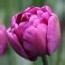 Тюльпаны Пурпл Скай: особенности и характеристики сорта, тонкости ...