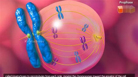 Membrane-less Organelle Found to Play a Role in Preventing Cancer ...