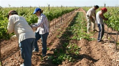 Declaran Emergencia Agropecuaria En Varios Distritos De Mendoza