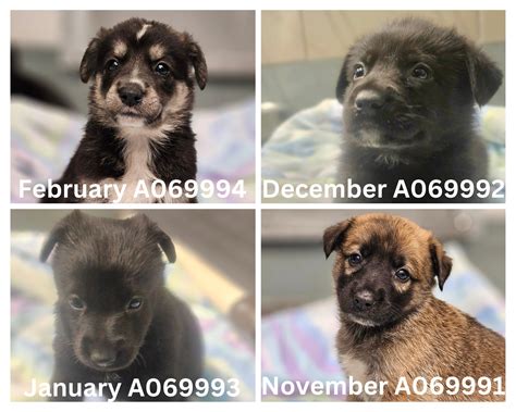 baytown animal shelter 7
