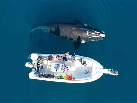 Los Recorridos De Ballenas Francas Australes Est N Siendo