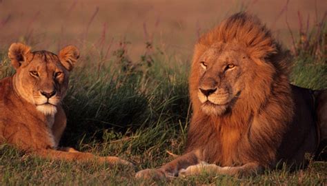 The Natural Environment of African Lions | Sciencing