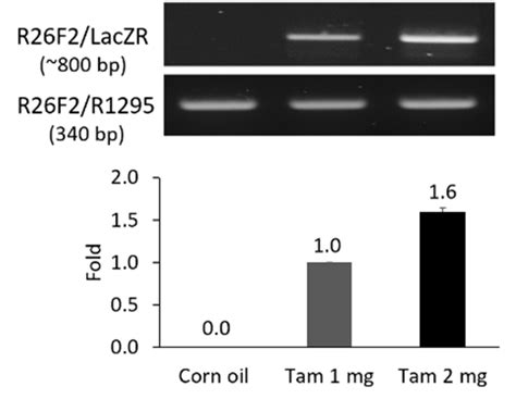 Tamoxifen Induction Cre LoxP Recombination Of F1A CreER T2 ROSA26 F1