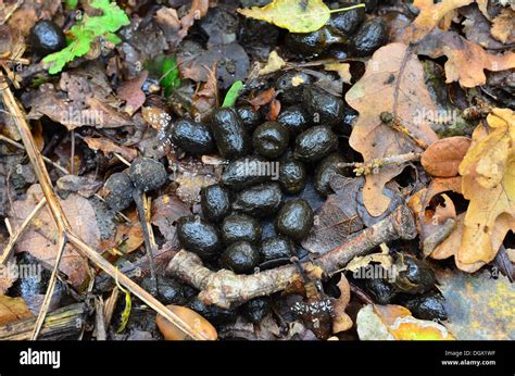 Fresh Fallow Deer Droppings On Forest Floor Stock Photo Alamy