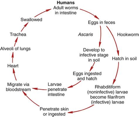 Roundworm Life Cycle