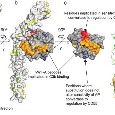 Structure Of Cd55 A Structure Of The Four Scr Domains Views At 0