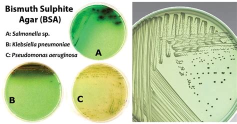 Bismuth Sulphite Agar Bsa Composition Principle Preparation