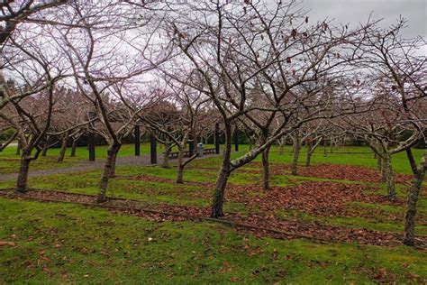 Featherston Camp Memorials And Sakura Garden