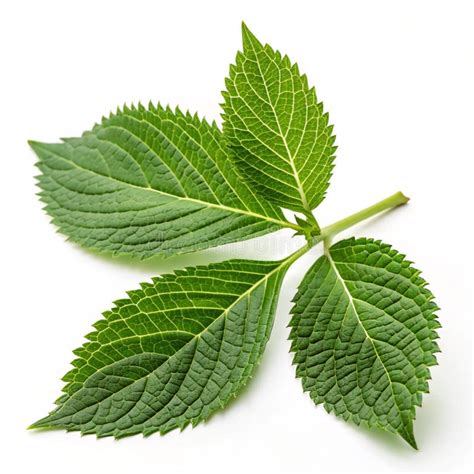 green leaves  transparent background stock illustration