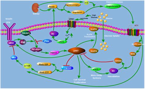 Interaction Between Akt And Ang Ii Pathways Renin Angiotensin System