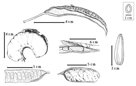 Parkia | Fabaceae Fruits and Seeds