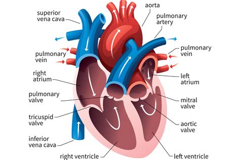 Fish Heart Diagram