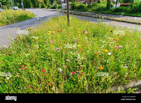 Grass verge with wild flowers hi-res stock photography and images - Alamy