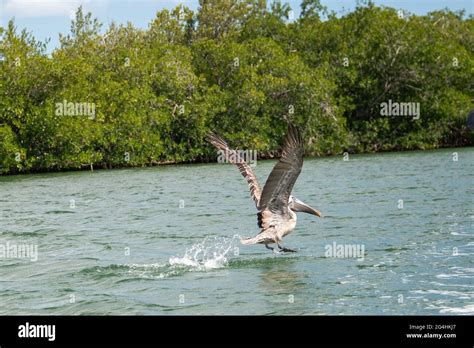 Pelican bird fishing in the Zaza River, Cuba Stock Photo - Alamy