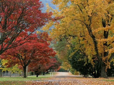 Jamieson Significant Trees - Victorias High Country