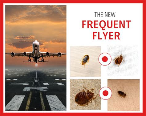 The New Frequent Flyer