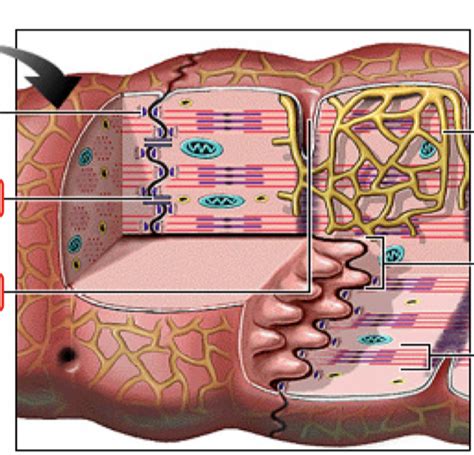 Cardiac Muscle Fiber Diagram Diagram Quizlet