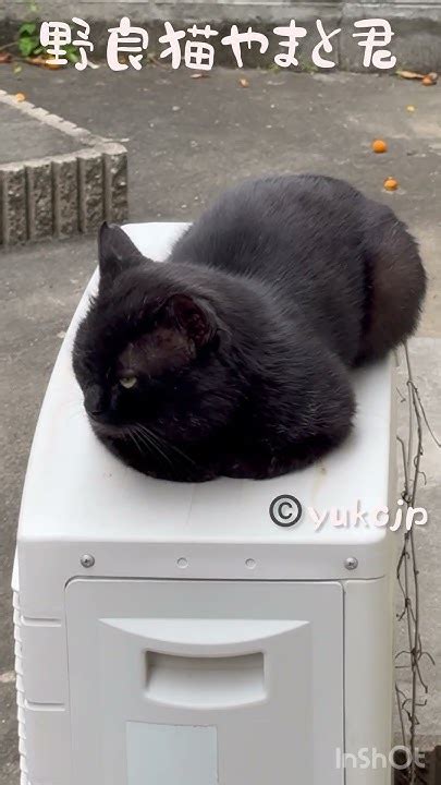 缶詰のおかわりを待つ 野良猫やまと君 Cat Straycat 野良猫ちゃん ねこ 猫好きさんと繋がりたい Straypet