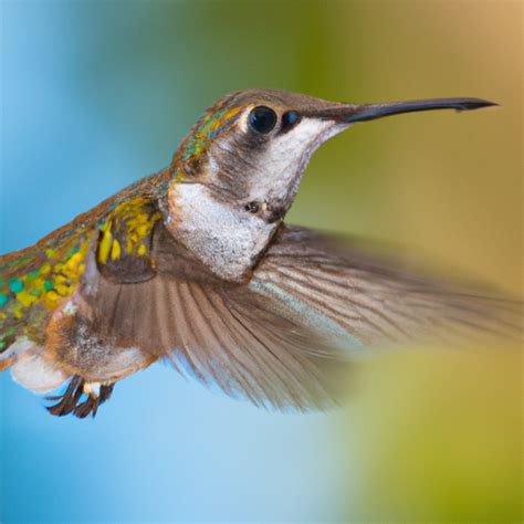 Hummingbirds In Kentucky Common Rare Nature Blog Network