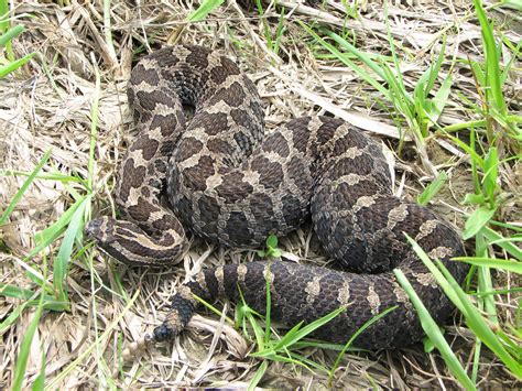 Threatened rattlesnakes’ inbreeding makes species more resistant to bad