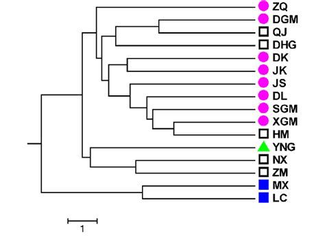 Dendrogram Illustrating The Relationships Of Wild And Cultivated Rheum