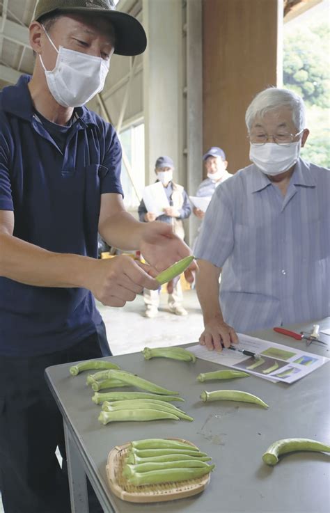 「白オクラ」今季は14日初出荷長門市の伝統野菜、目合わせ会 山口新聞 電子版