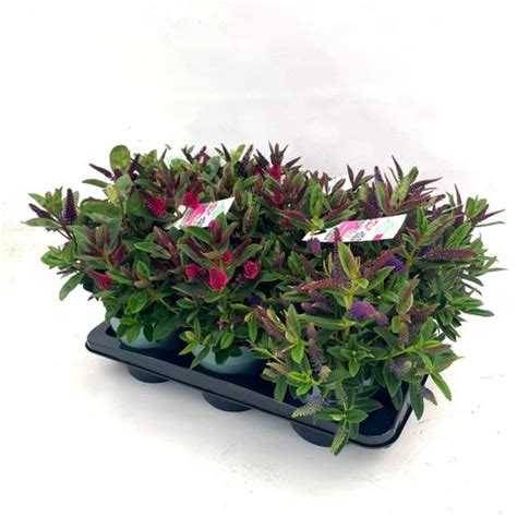 Hebe HEBEDONNA MIX Plant Wholesale FlorAccess