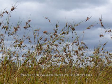 Diversity Native Seeds » Blog Archive » Themeda triandra. kangaroo grass