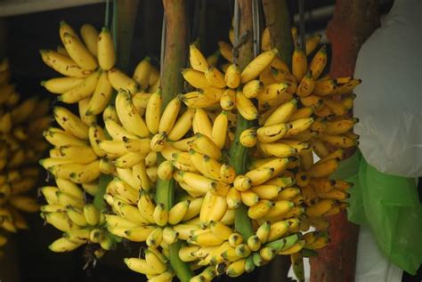 Bunches Of Bananas Are Hanging From The Ceiling