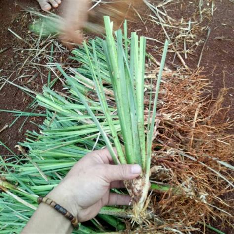 Jual Rumput Vetiver Akar Wangi Tanaman Penahan Longsor Anisa Flora