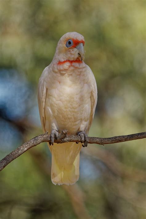 Bird Of The Month Long Billed And Little Corella Connecting Country