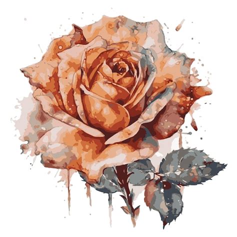 Rose Dessin E Avec Illustrateur De Vecteur Aquarelle Vecteur Premium