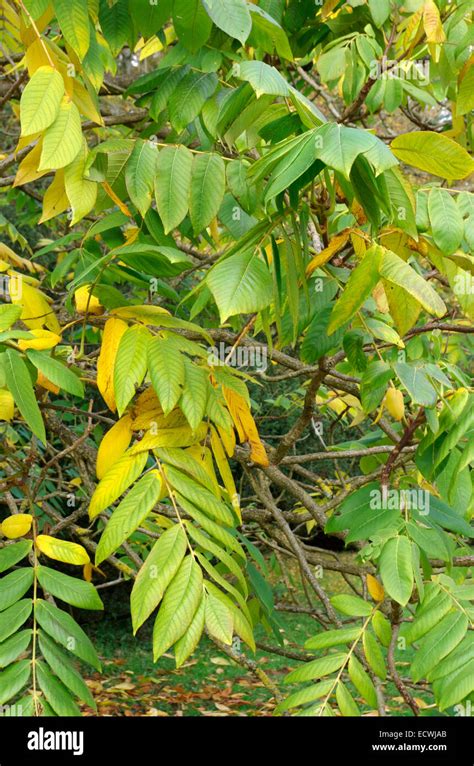 Juglans Ailantifolia Var Cordiformis Japanese Walnut Stock Photo Alamy